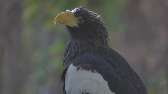 Steller's sea eagle (Haliaeetus pelagicus). Wildlife animal. detail portrait of rare bird. Close-up portrait of beautiful proud bird. 4K slow motion 120 fps video, ProRes 422, ungraded C-LOG 10 bit
