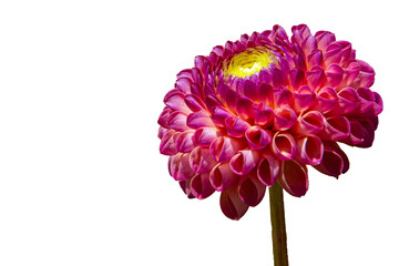 Flower head of a pink dahlia hybride in png transparency