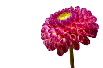 Foto op Canvas Flower head of a pink dahlia hybride in png transparency © Lena