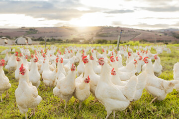 Farm, sustainability and chicken flock on farm for organic, poultry and livestock farming. Lens flare with hen, rooster and bird animals in countryside field in spring for meat, eggs and protein - obrazy, fototapety, plakaty