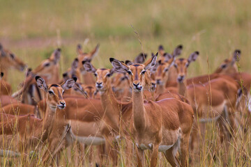 Impala heard on the look out for predators in the Masai Mara
