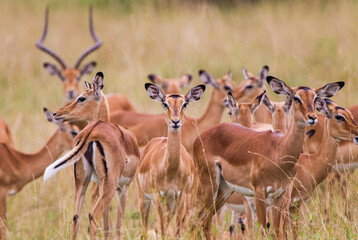 Impala heard on the look out for predators in the Masai Mara