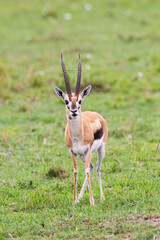 Male Thomson's Gazelle grazing on the grass of the Masai Mara, Kenya