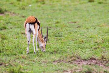 Naklejka na ściany i meble Male Thomson's Gazelle grazing on the grass of the Masai Mara, Kenya