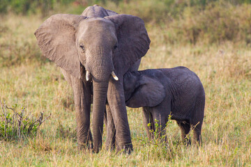 Fototapeta na wymiar Elephant calves grazing in the protection of the heard on the open savannah of the Masai Mara, Kenya 