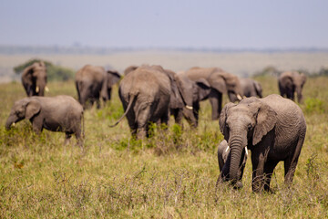 Elephant calves grazing in the protection of the heard on the open savannah of the Masai Mara, Kenya	