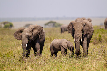 Elephant calves grazing in the protection of the heard on the open savannah of the Masai Mara, Kenya	