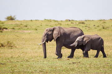 Naklejka na ściany i meble Elephant calves grazing in the protection of the heard on the open savannah of the Masai Mara, Kenya 