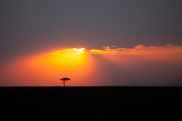 Fototapeta na wymiar Lone tree on the horizon in the Masai Mara in Kenya 
