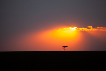 Obraz na płótnie Canvas Lone tree on the horizon in the Masai Mara in Kenya 