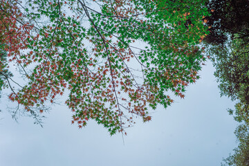 紅葉と空