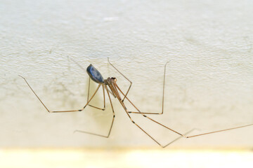 Pholcid spider, a spider with very longs legs, Daddy long-legs - obrazy, fototapety, plakaty