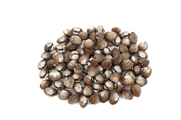 Fresh cockle isolated on white background, popular seafood.
