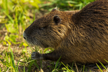 ヌートリア(広島市)