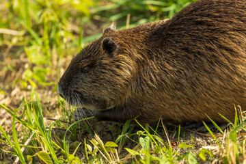 ヌートリア(広島市)