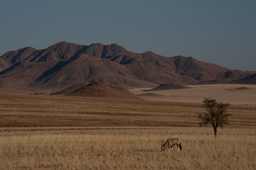 Namibian desert with oryx in the foreground and sand dunes in the background Namibia