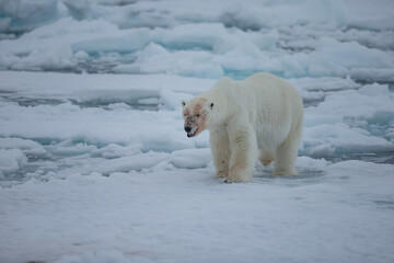 Obraz na płótnie Canvas Polar Bear (Ursus maritimus) Spitsbergen North Ocean
