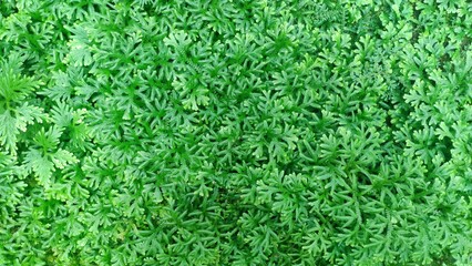 Close up photo of Selaginella spp. fern. 