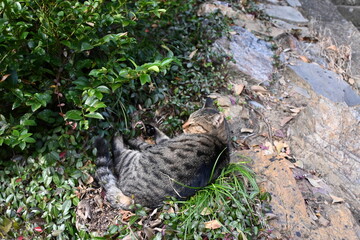 日向ぼっこする猫（サバトラ）