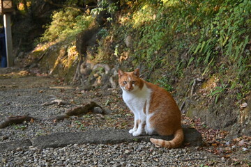 警戒する猫（茶トラ）