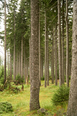 Fototapeta premium mountain woods