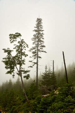 fog in the distroyed forest