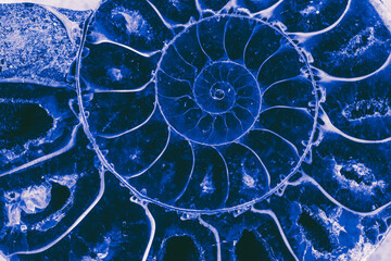 abstract blue texture of ammonite with a golden section in a close-up section