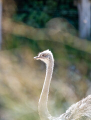 Ostrich (Struthio)