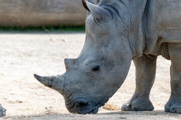 Southern white rhinoceros (Ceratotherium simum simum)