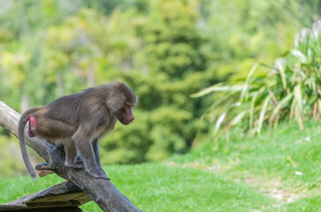 Baboon (Papio)
