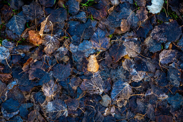 campo en invierno con árboles y hojas amarillas