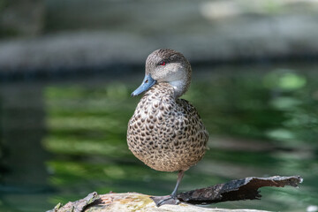 Fototapeta premium Grey teal (Anas gracilis)