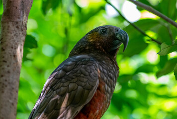 kaka (Nestor meridionalis)