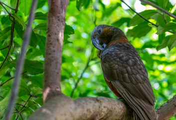 kaka (Nestor meridionalis)