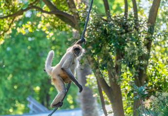 Spider monkey (Ateles)