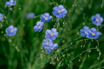 Wild flowers. Field of blue flax in the country.