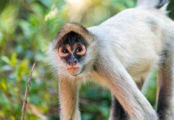 Spider monkey (Ateles)