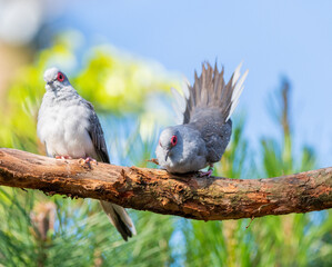 Diamond doves (Geopelia cuneata)