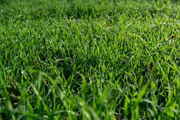 Grashalme mit Morgentau