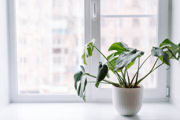 Monstera young in white pot on light windowsill.