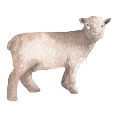 Sheep.Farm illustration.Watercolor set of elements on white background.