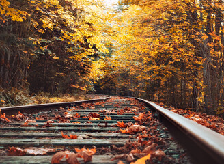 eye-level-photo-of-train-tracks-surrounded-with-trees