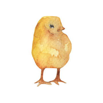 Chick.Farm illustration.Watercolor set of elements on white background.