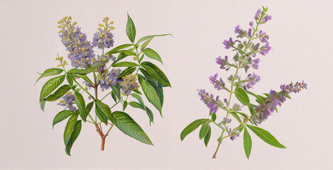 Chaste Tree (Vitex Negundo). Botanical illustration on white paper. The best medicinal plants, their effects and contraindications. Natural medicine. Plant properties