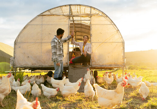 Chicken farmer, countryside farm and sustainable agriculture livestock farming for healthy egg harvest sustainability. Modern couple in nature, animal planning and organic agricultural poultry health