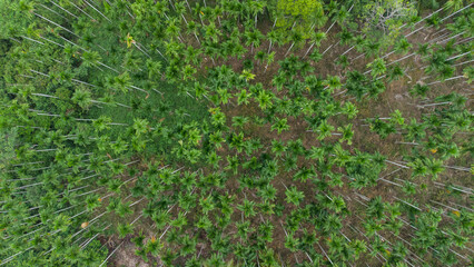 Green areca grove background