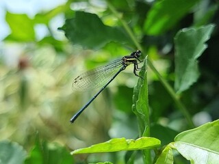 A small dragonfly is standing on the green leaf.