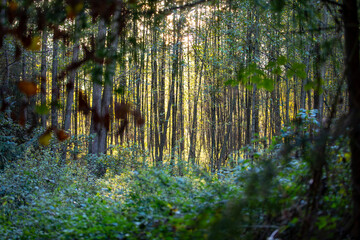 Wald
