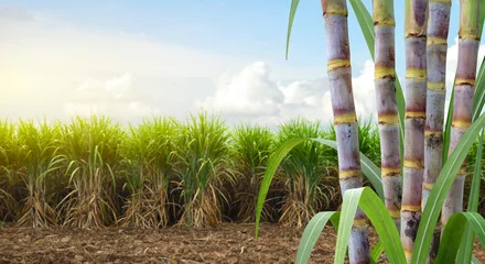 Foto op Canvas  Sugar cane stalks with sugar cane plantation background. © Paitoon