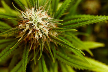 plant sativa cannabis beautiful background of the theme of legalization and medical hemp in the...